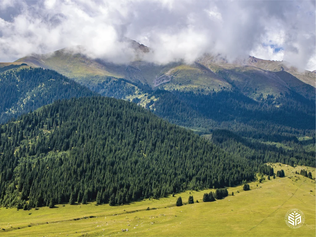 Plantation with open grasslands.